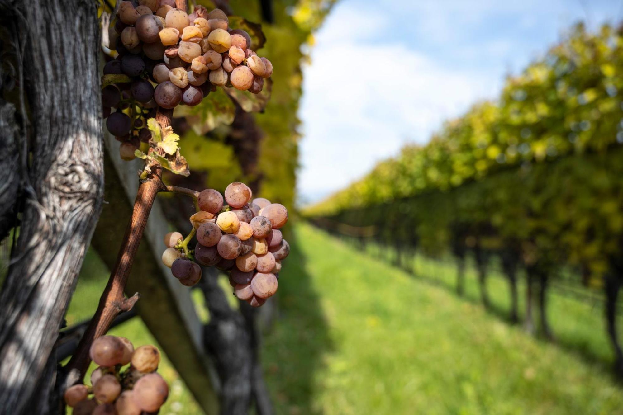Hotel Girlanerhof Appiano Sulla Strada Del Vino Kültér fotó